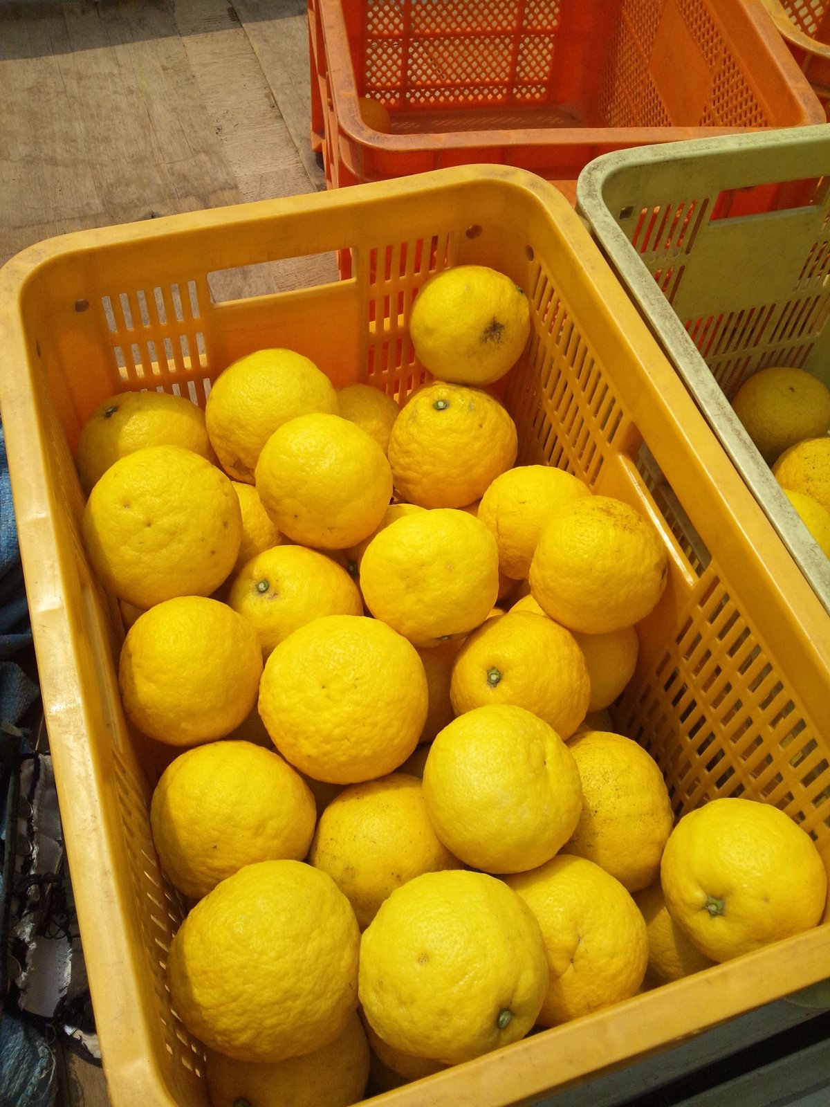 飛田柑橘園の季彩オイル《ニューサマーオレンジ》 内容量90g | 飛田