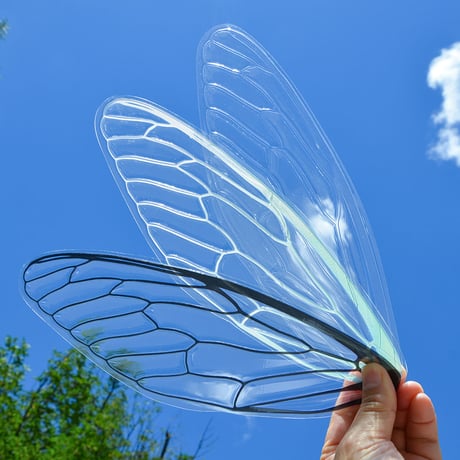 せみうちわ 透明 Cicada Fan clear