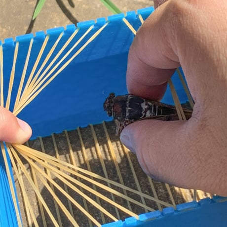 輪ゴムの虫かご rubber band insect cage