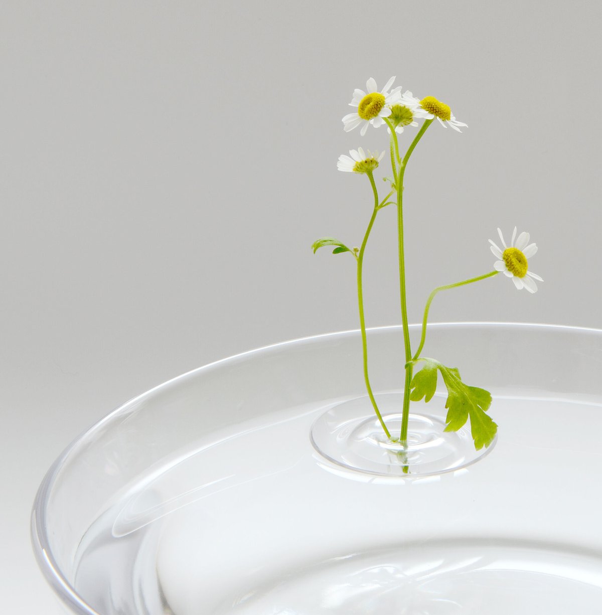 Floating Vase / RIPPLE | oodesign shop