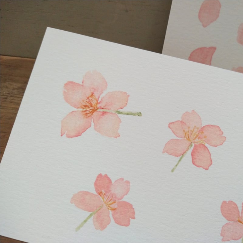 postcard / さくらの押し花 （2柄セット） | hiromi ohno