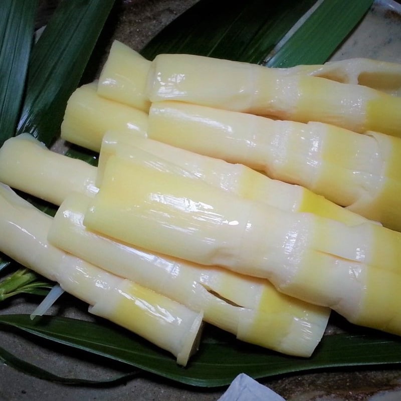 三島村の大名筍（3kg）［さつま竹島］ | 島巡商店 〜旅に出たくなる