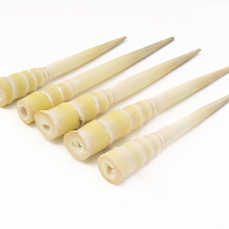 三島村の大名筍（3kg）［さつま竹島］ | 島巡商店 〜旅に出たくなる