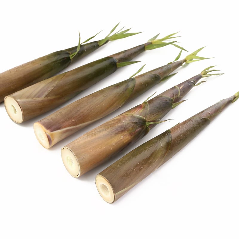 みぃ 白子筍3キロ　クール 楽天市場】京都 白子筍の通販