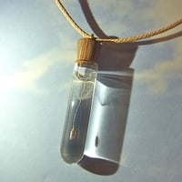 植物を持ち歩こう。collectペンダント ウォールナット栓ver