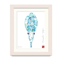 アオリイカ / Bigfin reef squid