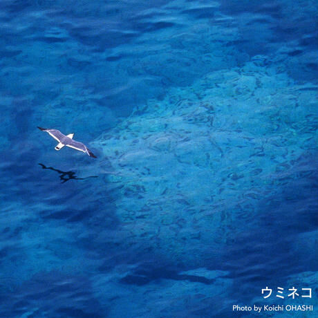 Tシャツ【ウミネコ】Black-tailed Gull NIGHT BLACK