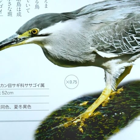 庭や街で愛でる野鳥の本