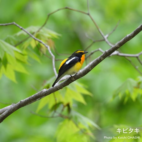 Tシャツ【キビタキ】Narcissus Flycatcher SNOW WHITE