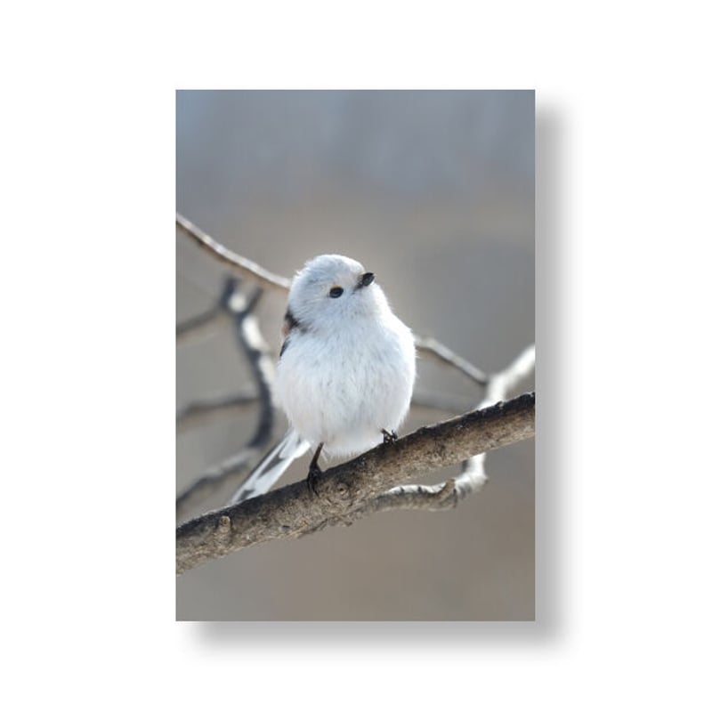 ポストカードBOOK 森の妖精 シマエナガⅡ | faura store