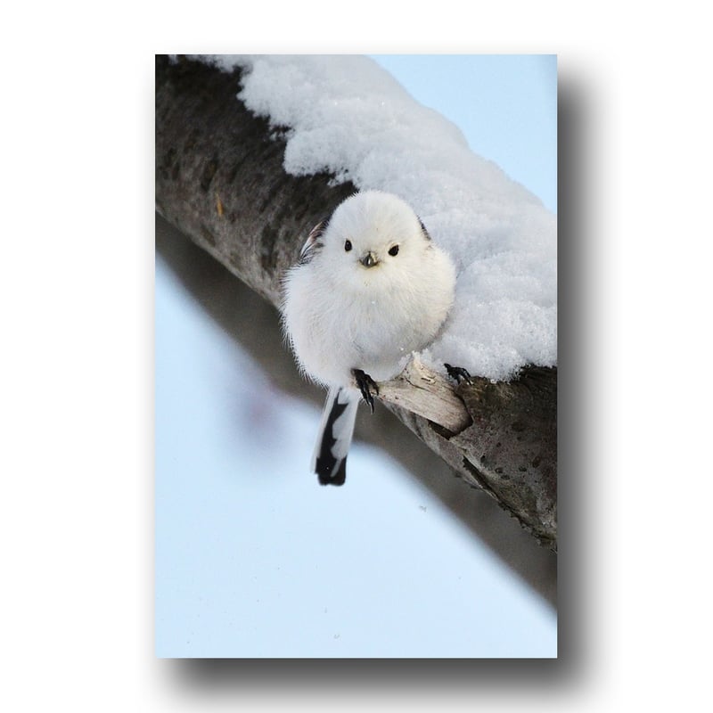 シマエナガ生写真003【2Lサイズ】 | faura store