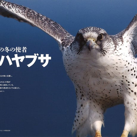 faura（ファウラ）46号【2014.12.15発行】