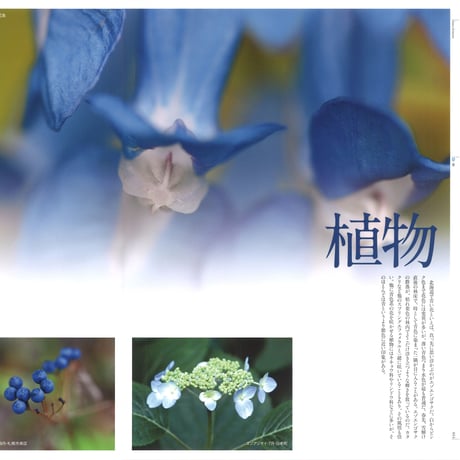 faura （ファウラ）60号【2018.6.15発行】