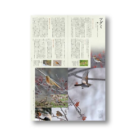 鳥たちの素敵な名前の物語