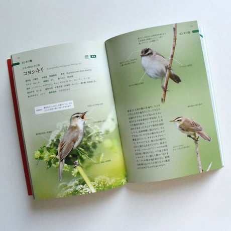 【改訂版】さっぽろ野鳥観察手帖　SAPPORO BIRD GUIDE