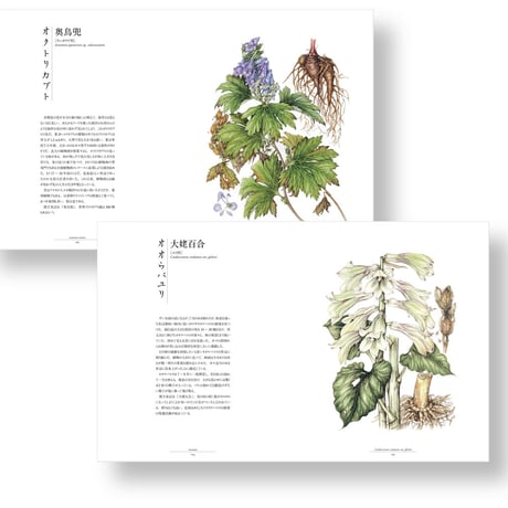 野の花の調べ