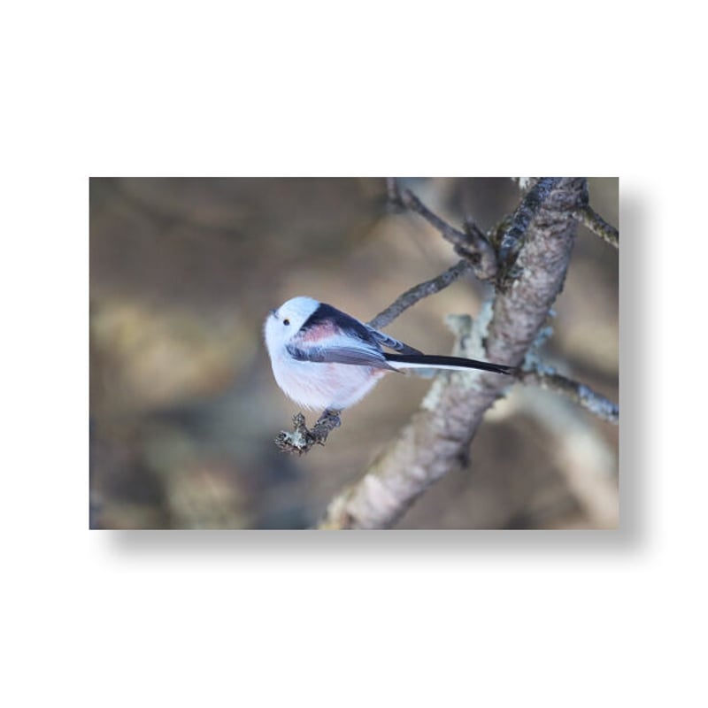 ポストカードBOOK 森の妖精 シマエナガⅡ | faura store