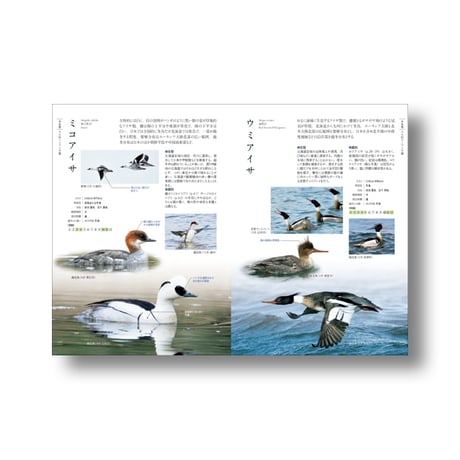 ビジュアル図鑑　北海道の鳥　【2025・6・21発行】