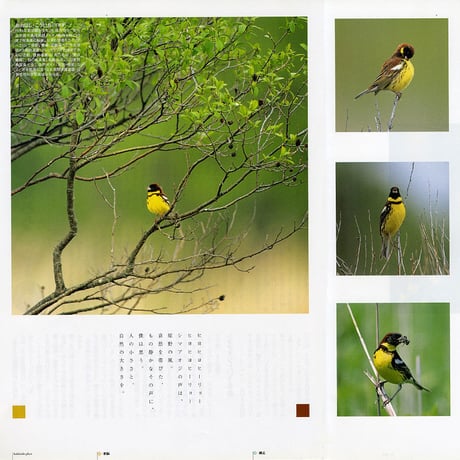 faura（ファウラ）4号【2003.6.15発行】