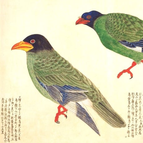 美し、をかし、和名由来の江戸鳥図鑑