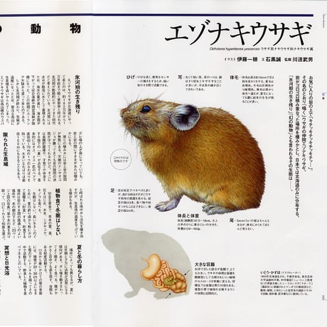 faura（ファウラ）17号【2007.9.15発行】