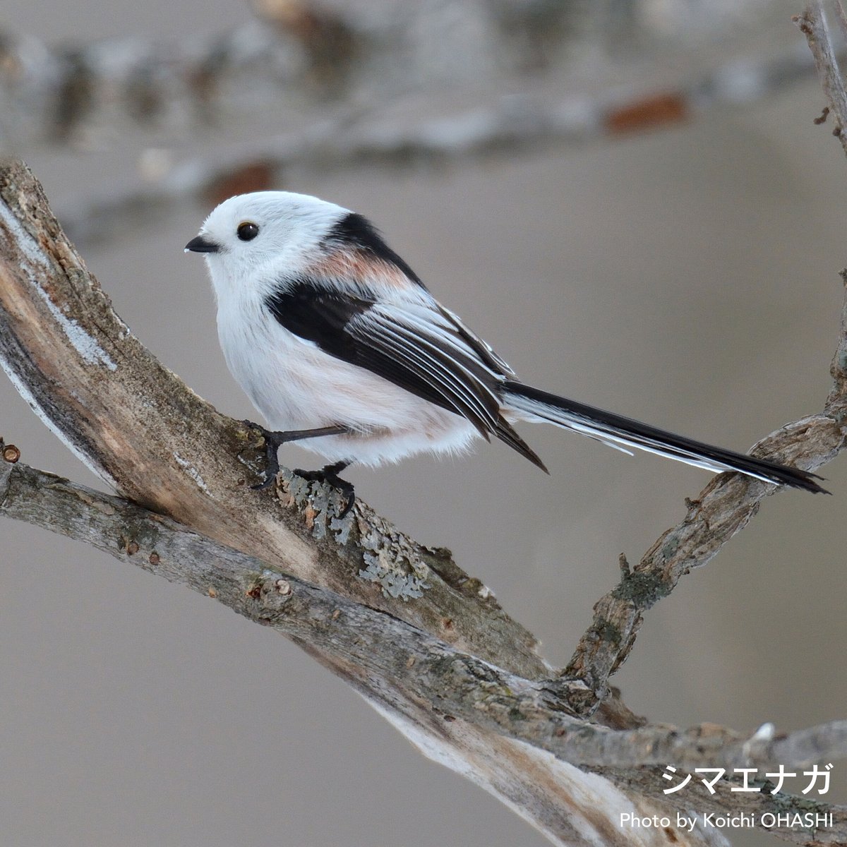 ドロマイト新品　Long tailed Tit　アニマルベース　シマエナガ　鳥　とり　トリ