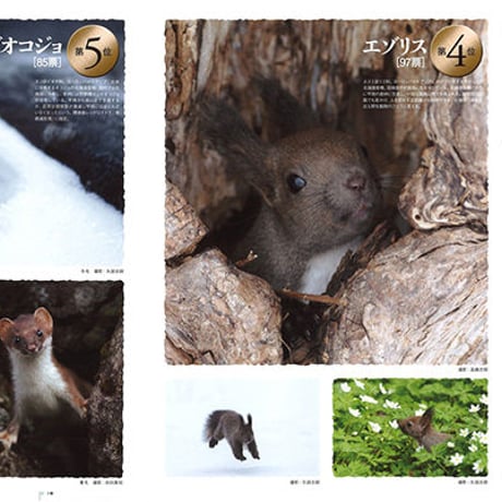 faura（ファウラ）45号【2014.9.15発行】
