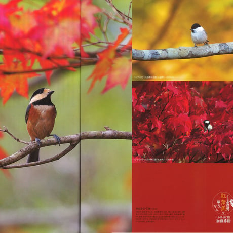faura(ファウラ）49号【2015.9.15発行】