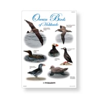大橋弘一野鳥クリアファイル　【北海道の海洋鳥】
