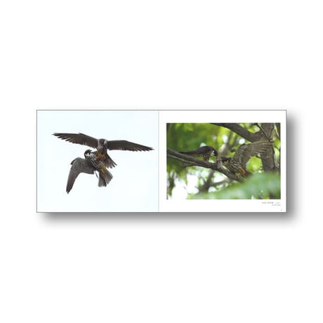 上戸鉄雄写真集　野鳥彩季ほっかいどう【完売しました】