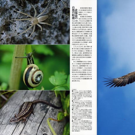 faura（ファウラ）29号【2010.9.15発行】