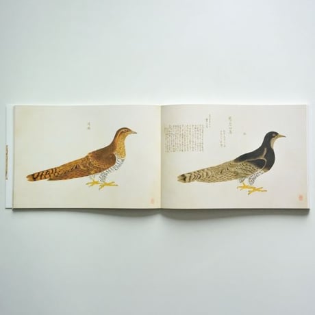 美し、をかし、和名由来の江戸鳥図鑑