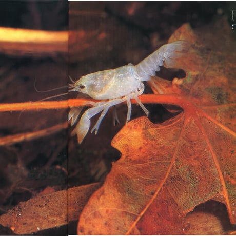 faura（ファウラ）12号【2006.6.15発行】