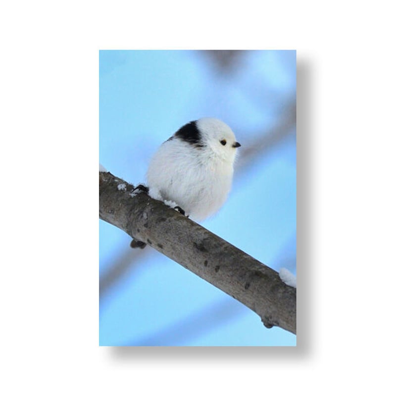 ポストカードBOOK 森の妖精 シマエナガⅡ | faura store