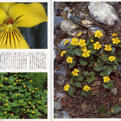 faura（ファウラ）19号【2008.3.15発行】