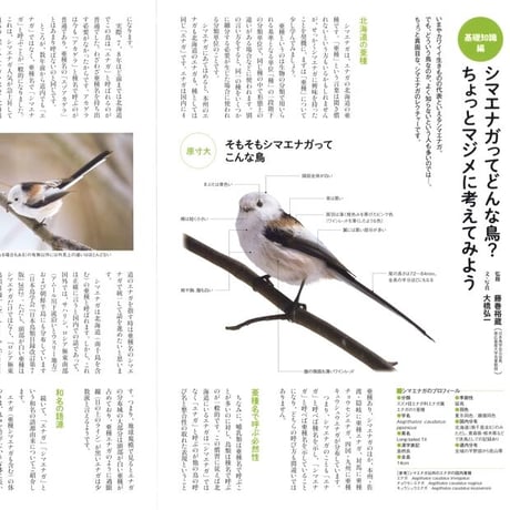 faura（ファウラ）63号【2021．4．25発行】