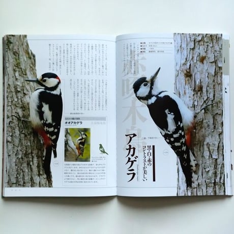 庭や街で愛でる野鳥の本