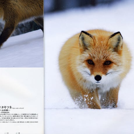 faura（ファウラ）22号【2008.12.15発行】