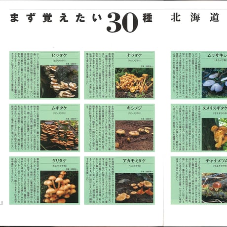 faura（ファウラ）13号【2006.9.15発行】