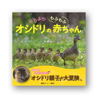 よちよち　もふもふ　オシドリの赤ちゃん