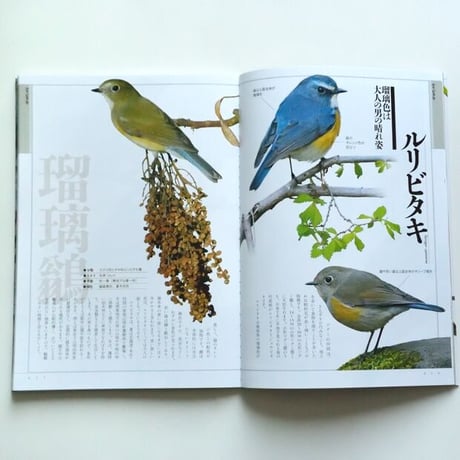 庭や街で愛でる野鳥の本