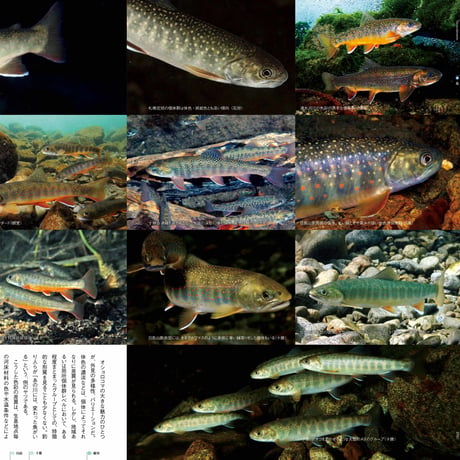 faura（ファウラ）41号【2013.9.15発行】