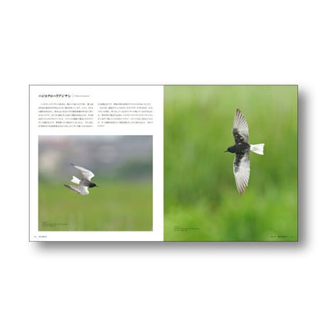私市一康写真集　野鳥撮影記【完売しました】