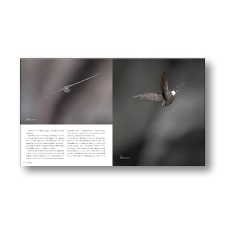 私市一康写真集　野鳥撮影記【完売しました】