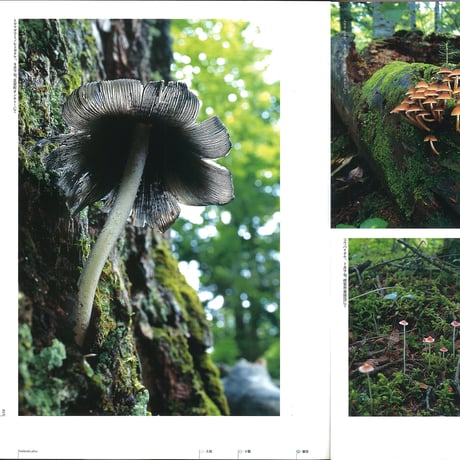faura（ファウラ）13号【2006.9.15発行】