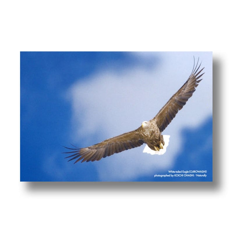 ポストカード【オジロワシ】C1066 | faura store