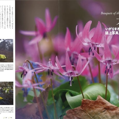faura（ファウラ）61号【2019.4.25発行】