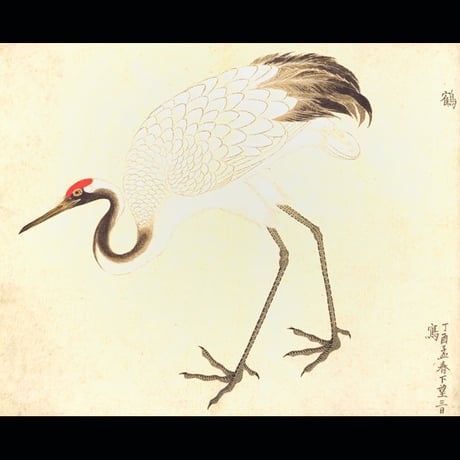 美し、をかし、和名由来の江戸鳥図鑑