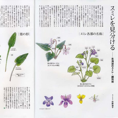 faura（ファウラ）19号【2008.3.15発行】