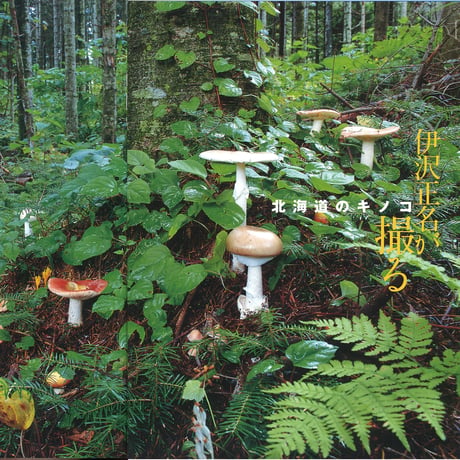 faura（ファウラ）13号【2006.9.15発行】